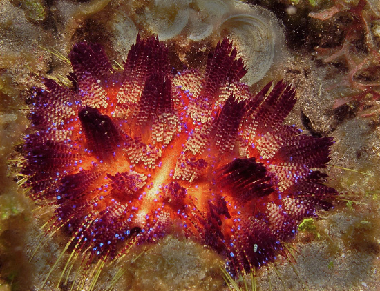  Asthenosoma varium (Fire Urchin)